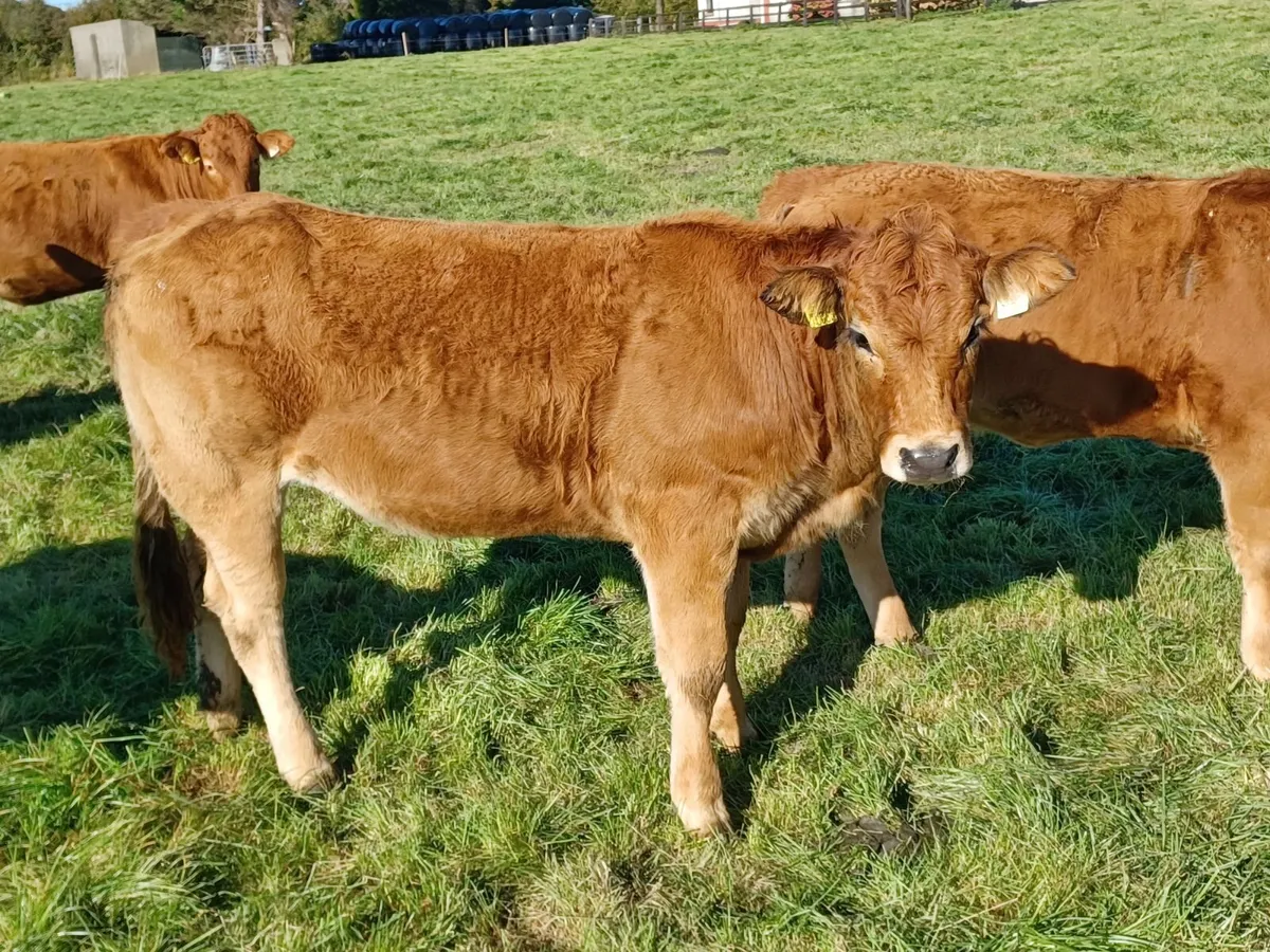 Limousin Cross Heifers - Image 4