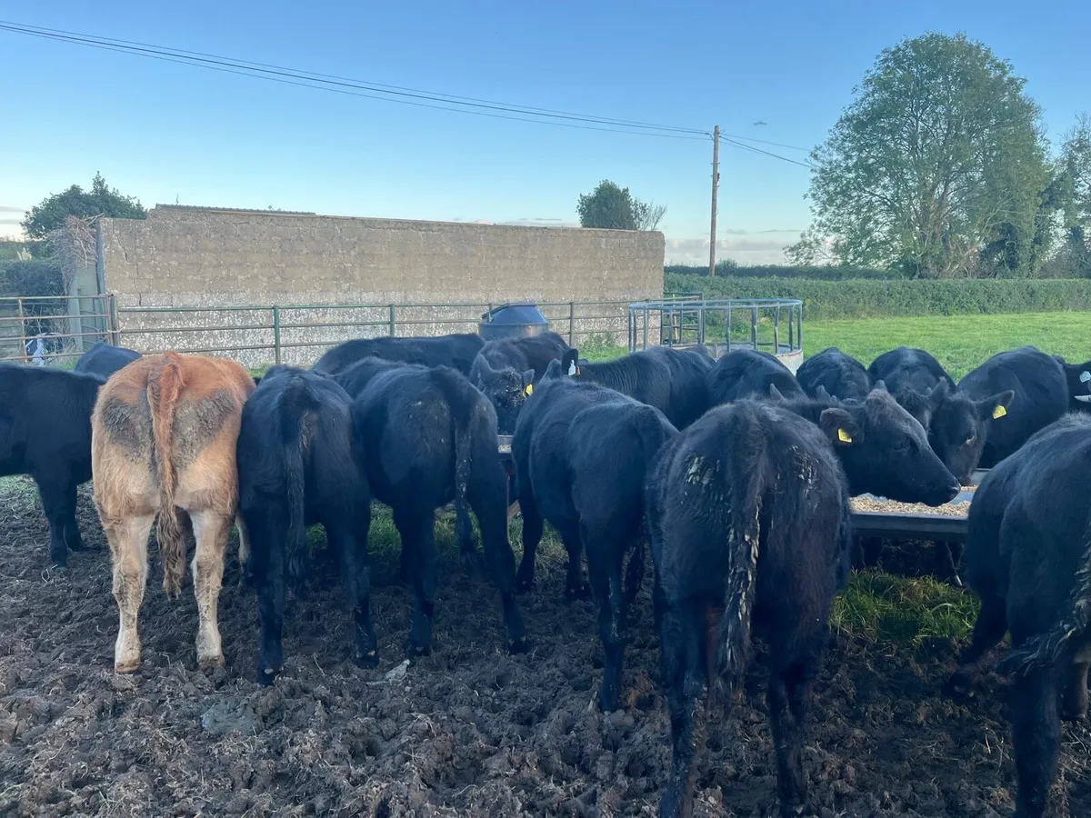 AAX heifers - Image 1