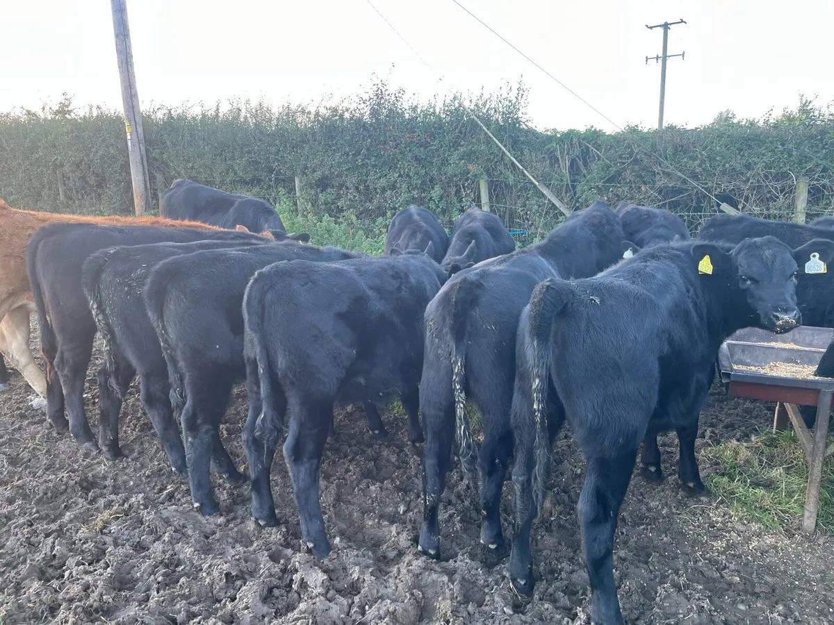 AAX heifers - Image 4
