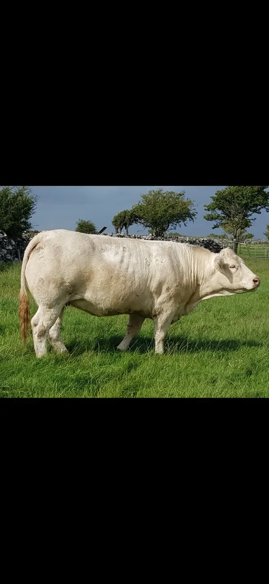 Pedigree  Registered  Charolais  heifers for sale - Image 1