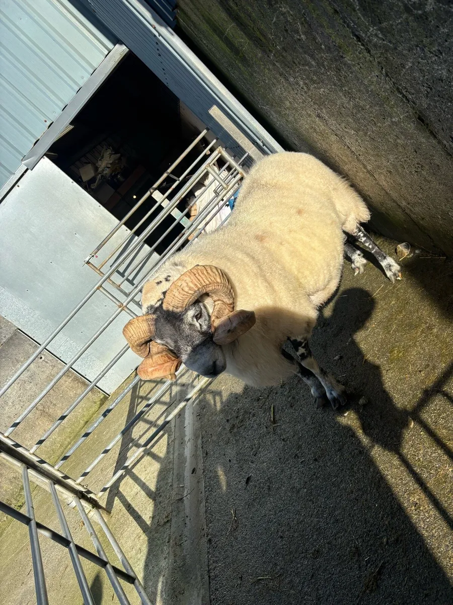Lanark ram - Image 2