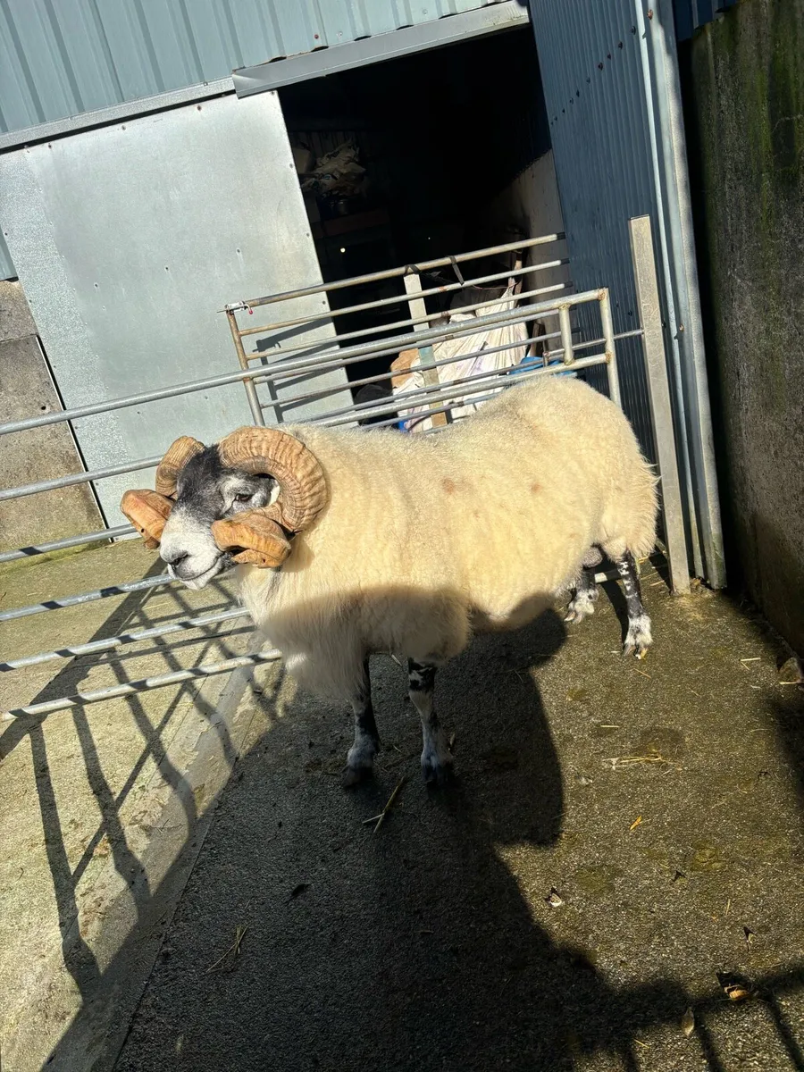 Lanark ram - Image 1