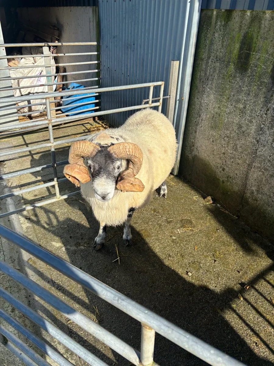 Lanark ram - Image 3
