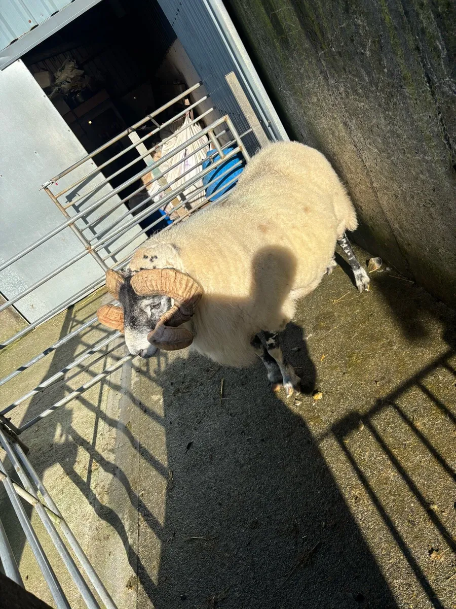 Lanark ram - Image 4