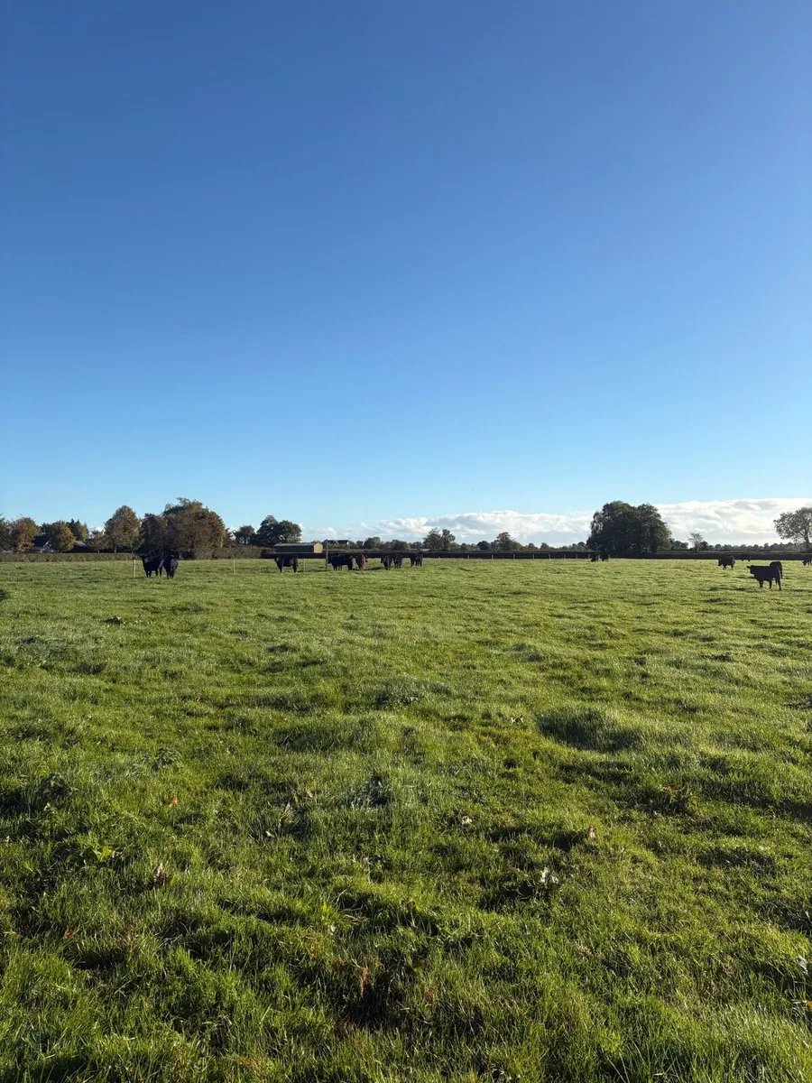 Heifers - Image 3