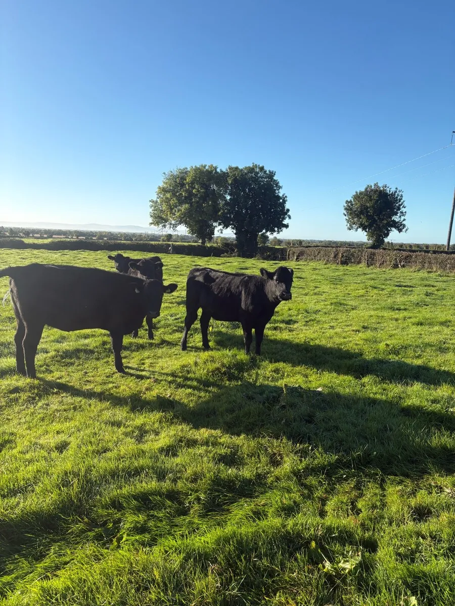 Heifers - Image 1