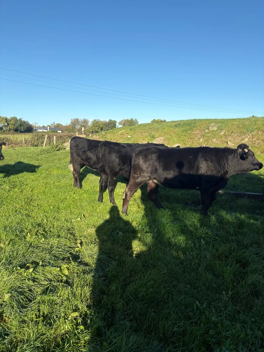 Heifers - Image 2