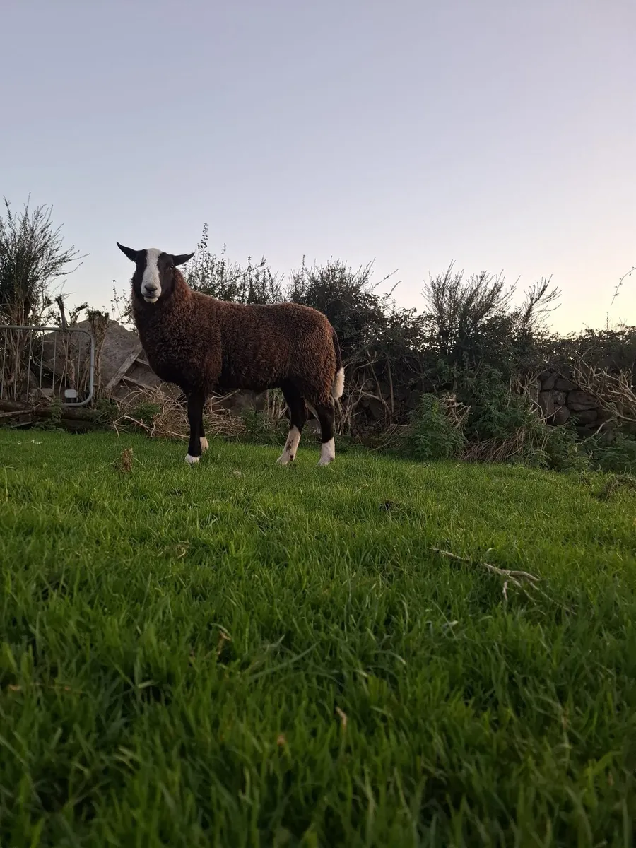 Purebread registered zwartable ram lamb - Image 3