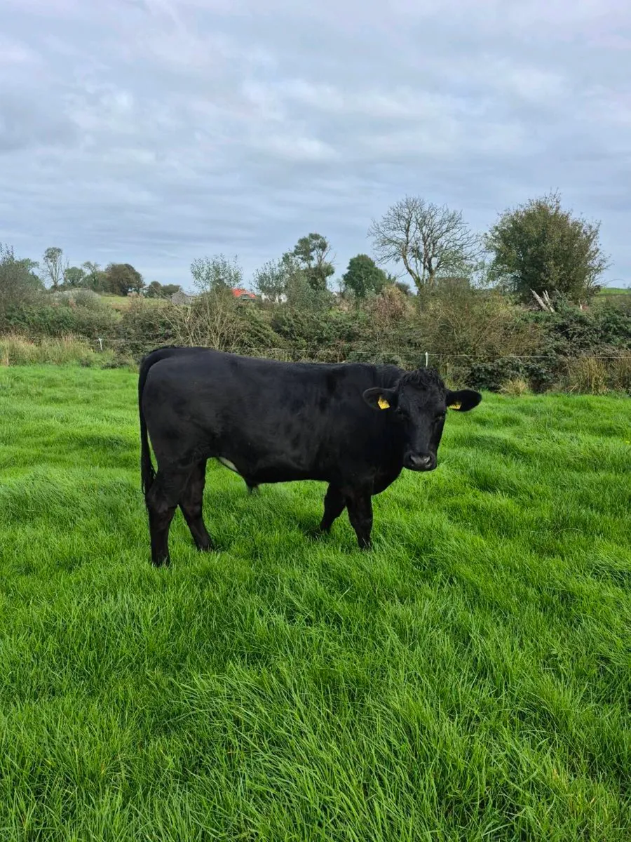 7 Angus Bullocks - Image 3