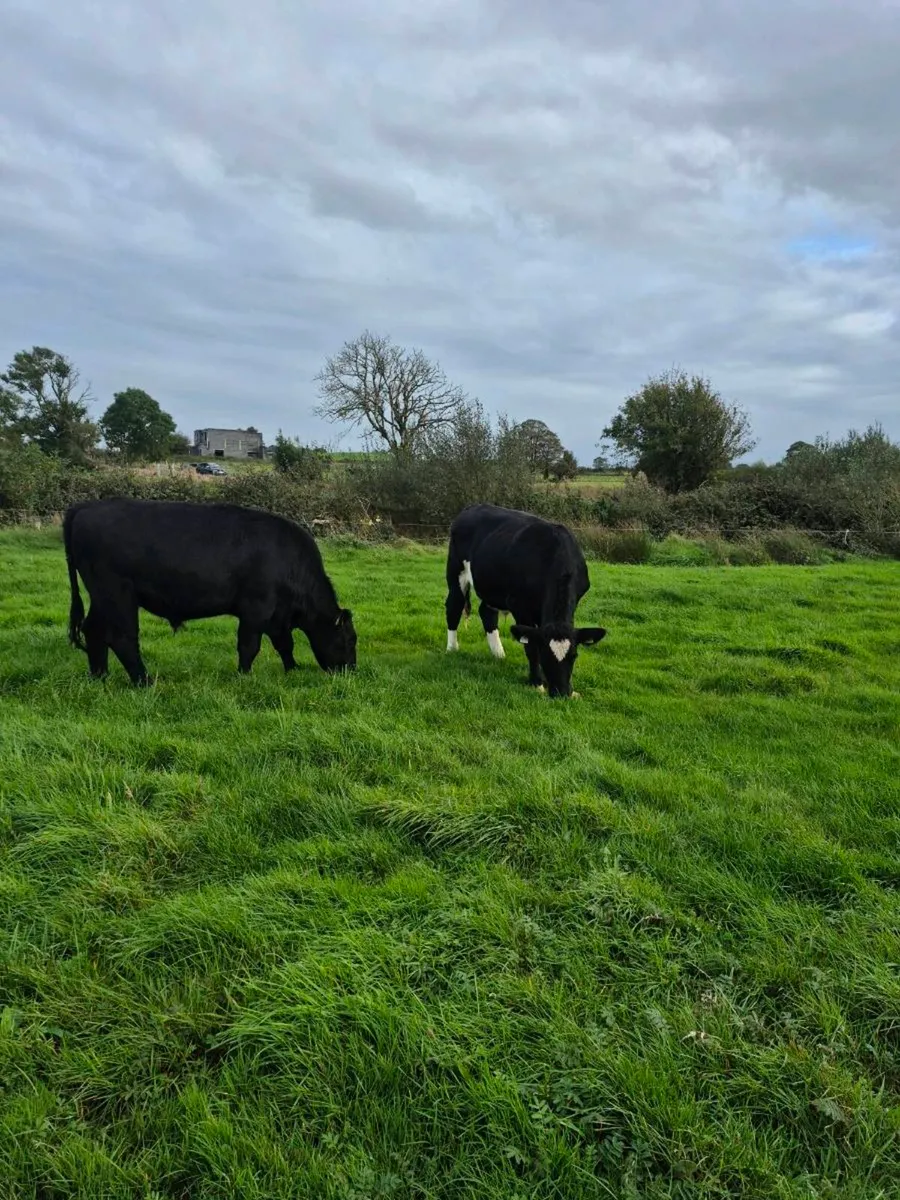 7 Angus Bullocks - Image 4