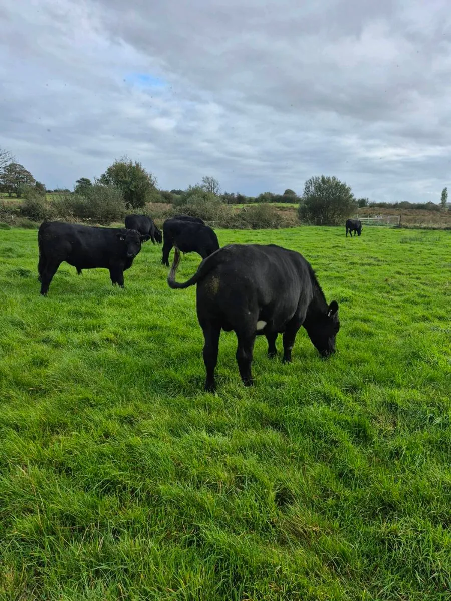 7 Angus Bullocks - Image 1