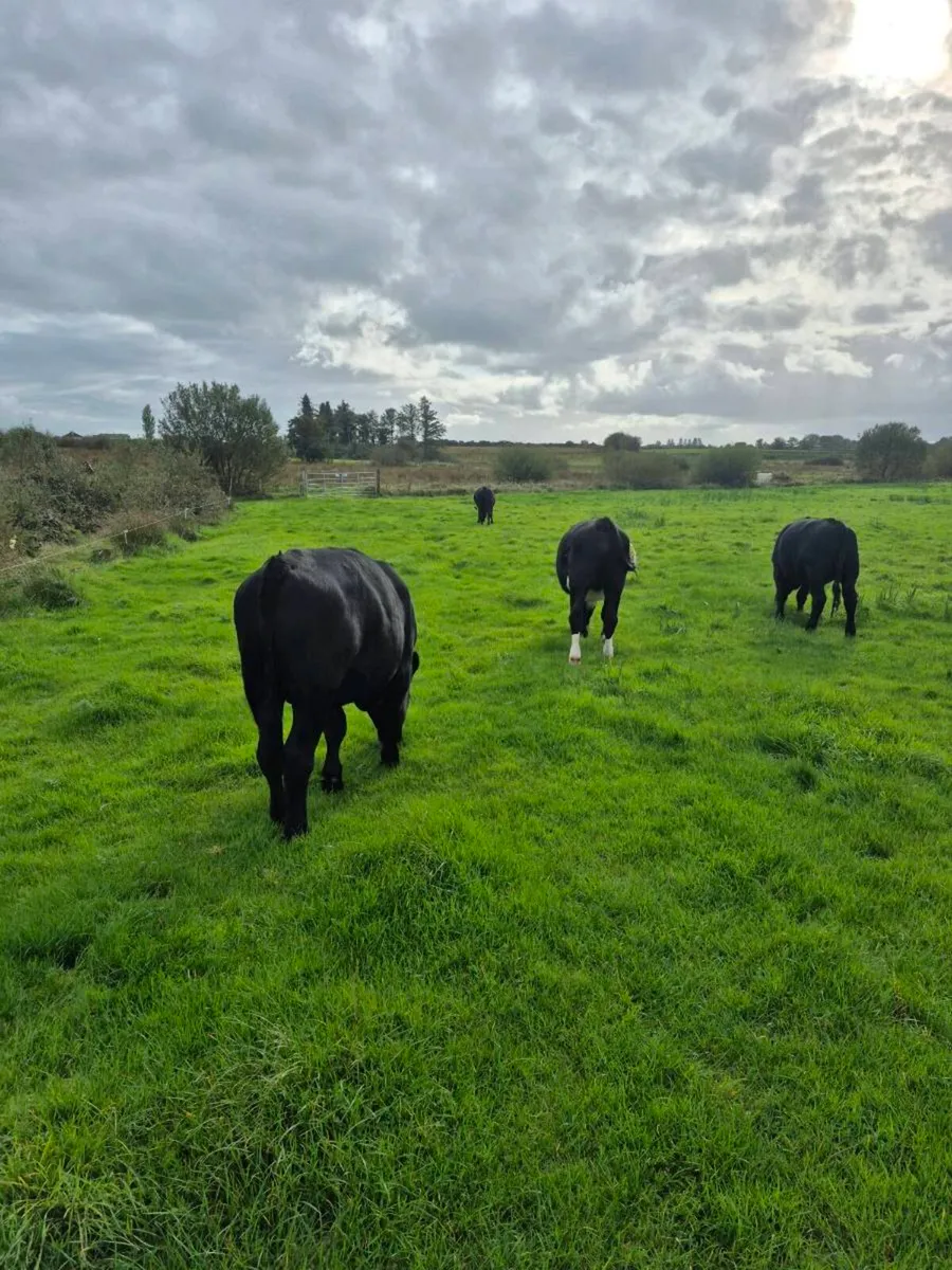 7 Angus Bullocks - Image 2