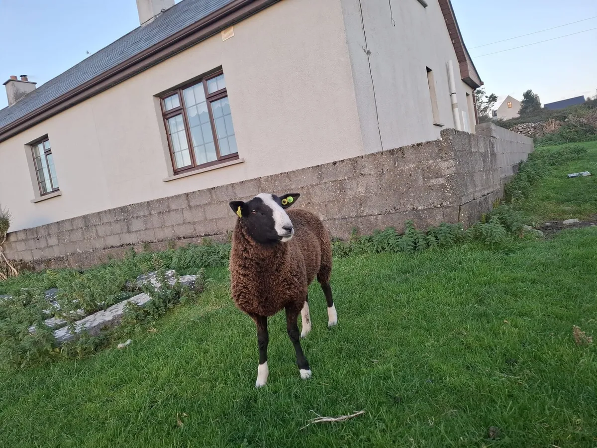 Purebread registered zwartable ram lamb - Image 4