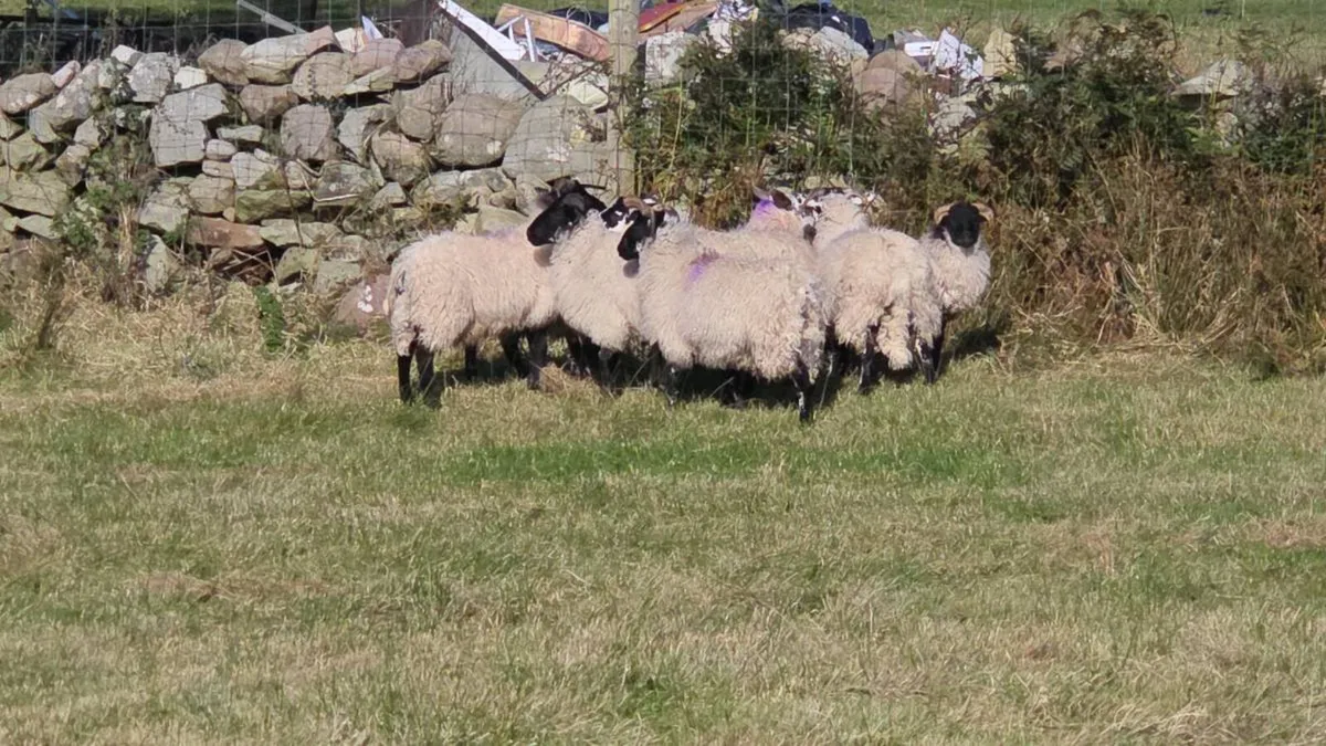 Lanark ram lambs - Image 3