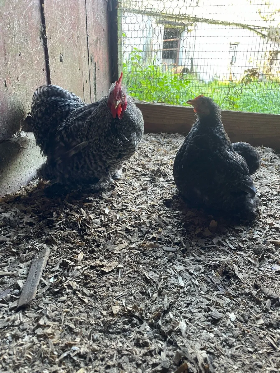 Coco pekin pair - Image 1