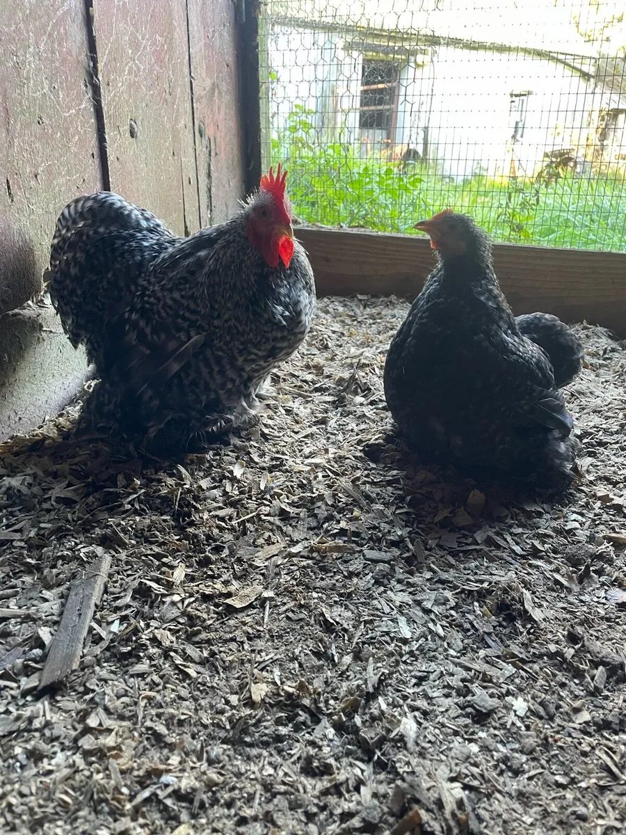 Coco pekin pair - Image 2