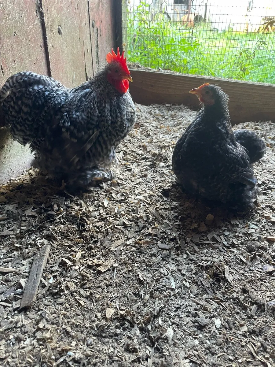 Coco pekin pair - Image 4