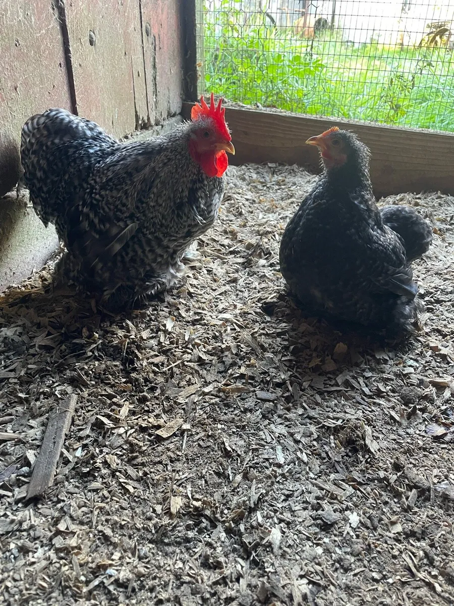 Coco pekin pair - Image 3