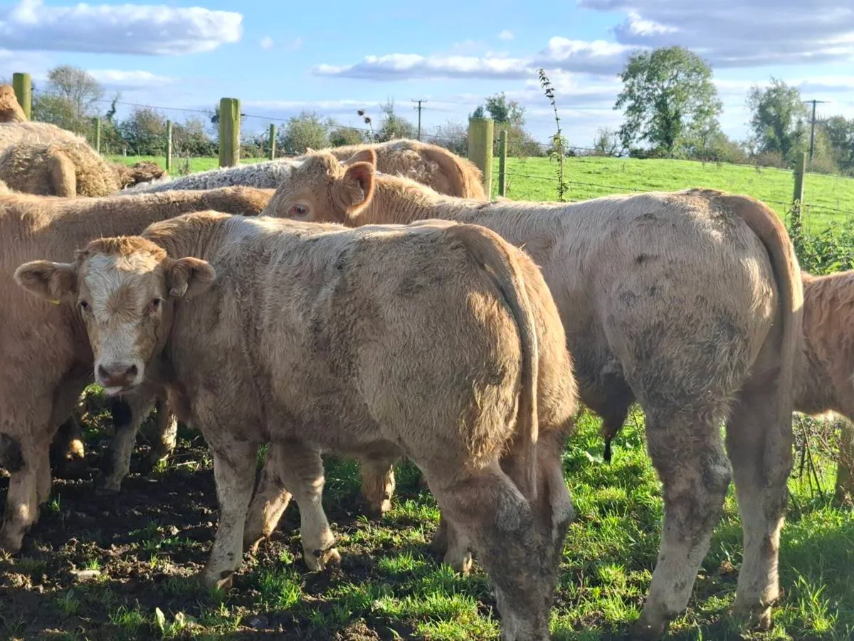 28 Smashing Charlaois bull Weanlings - Image 1