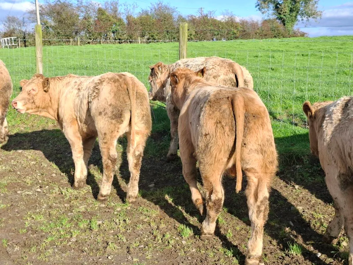 28 Smashing Charlaois bull Weanlings - Image 2