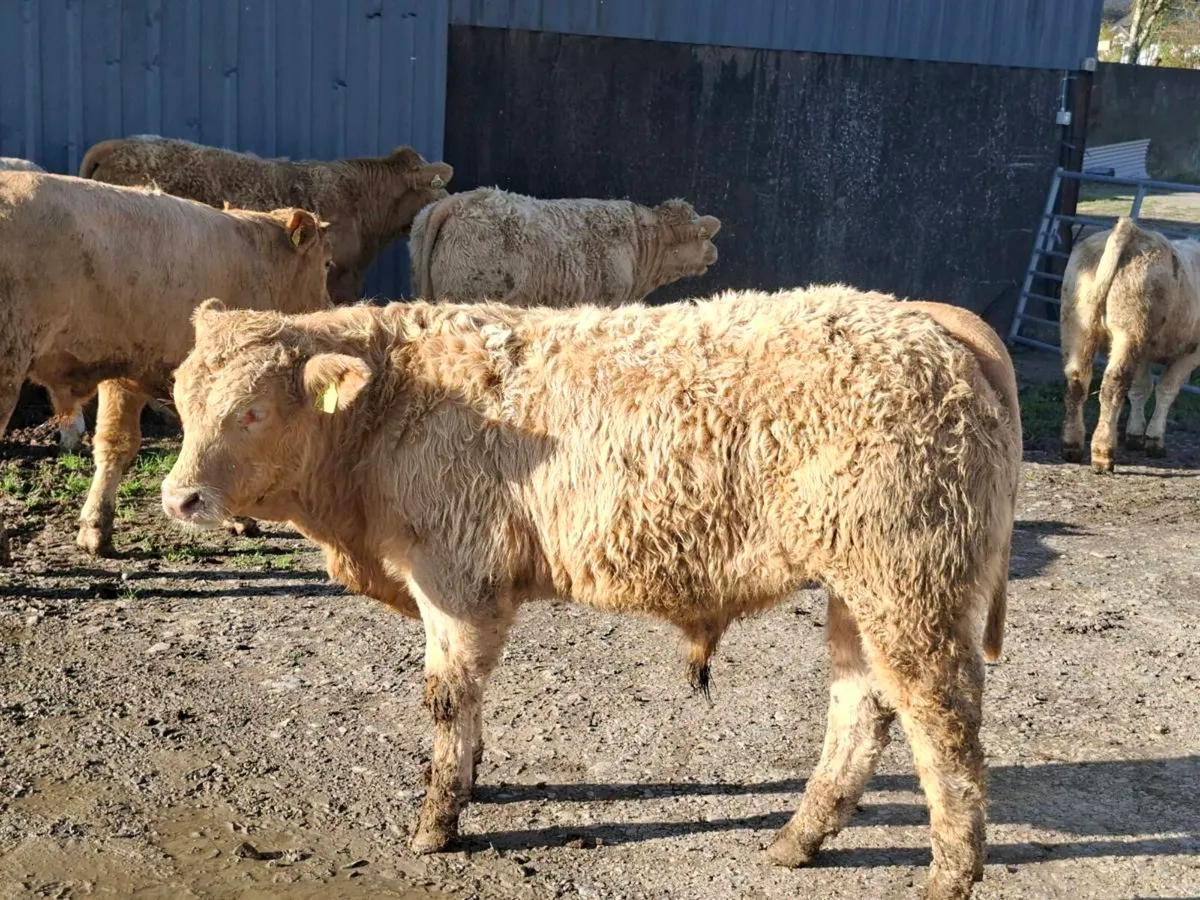 28 Smashing Charlaois bull Weanlings - Image 3