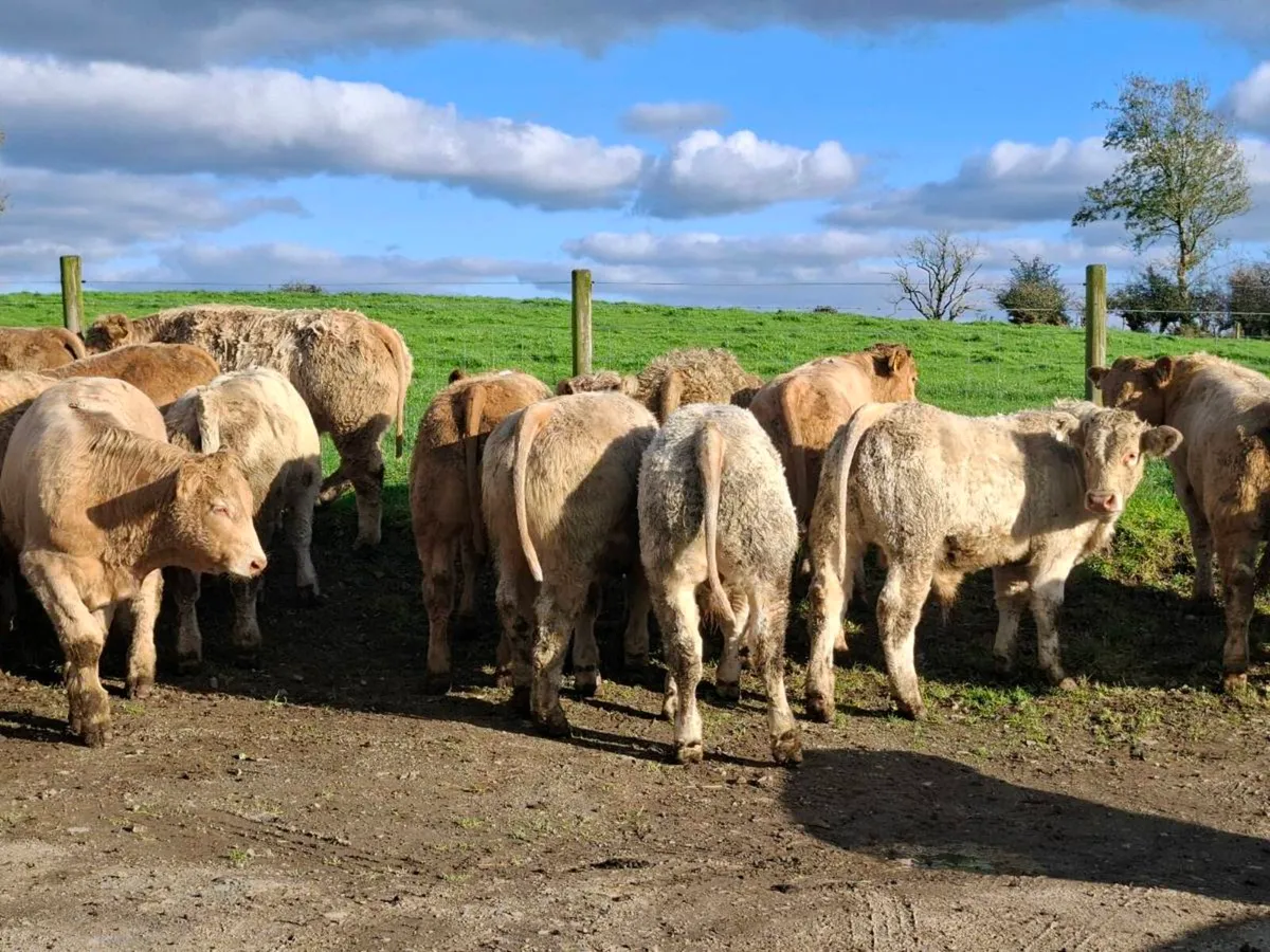 28 Smashing Charlaois bull Weanlings - Image 4