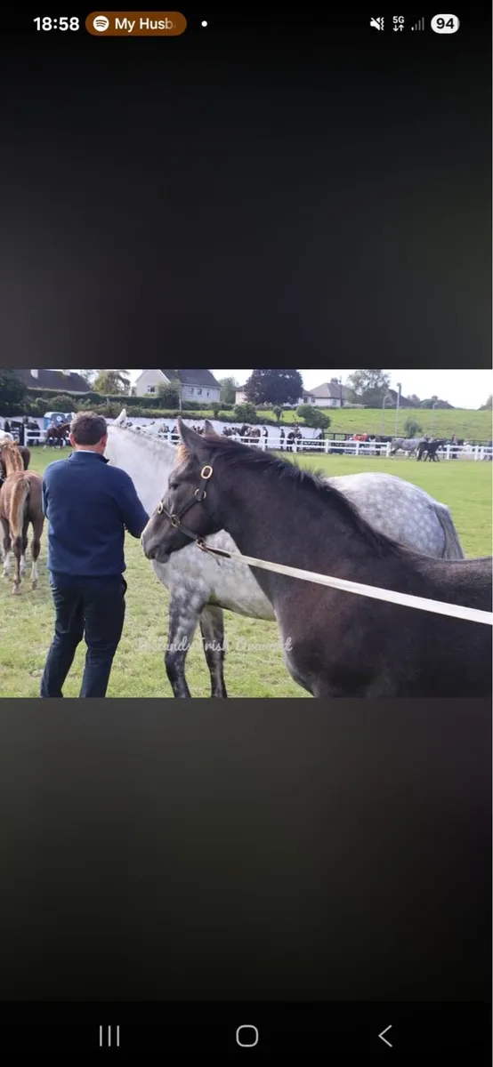 Draught Foal - Image 3