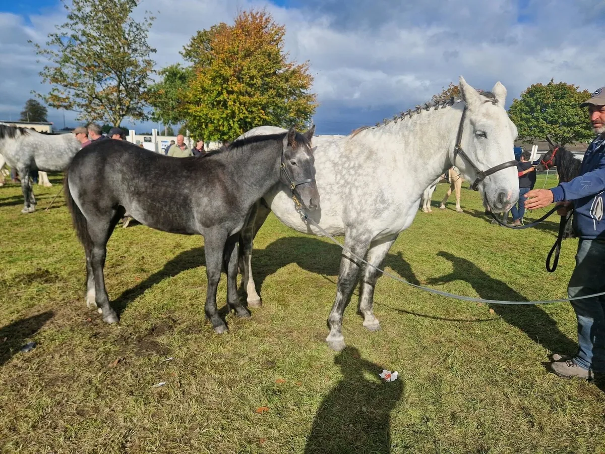 Draught Foal - Image 4