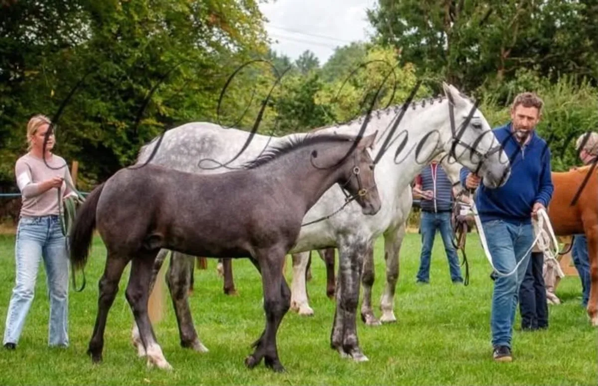 Draught Foal - Image 2