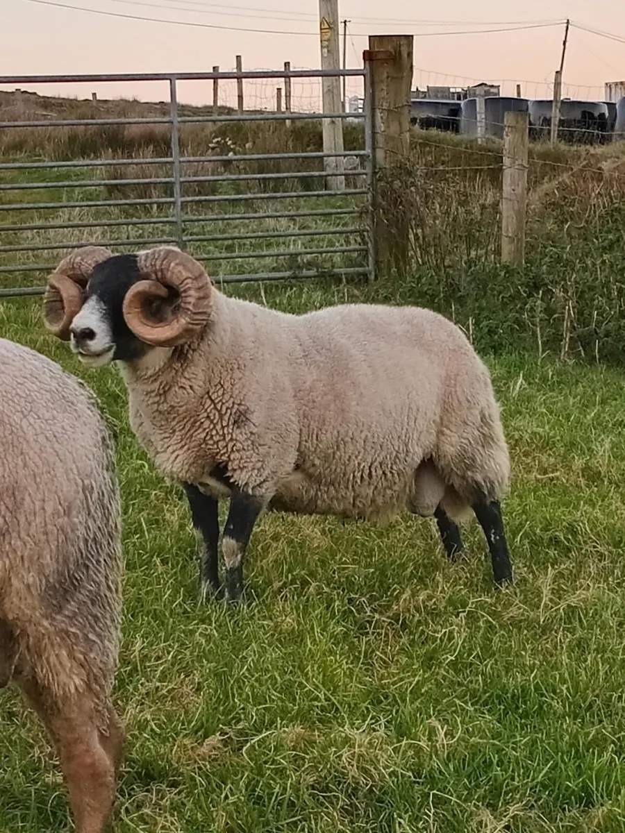 Lanark Hoggets - Image 1