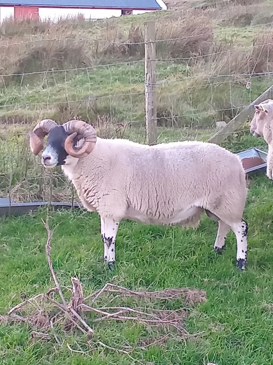 Lanark Hoggets - Image 4