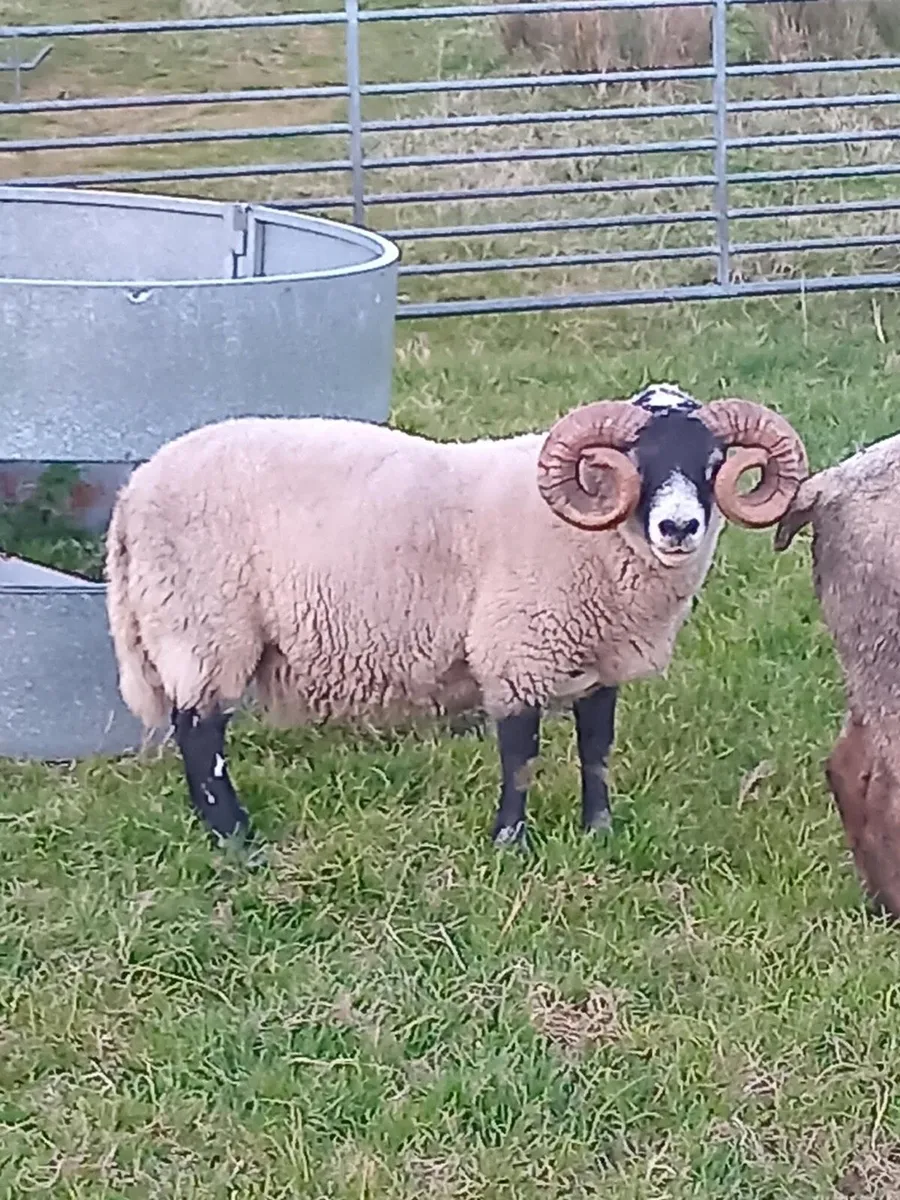Lanark Hoggets - Image 2