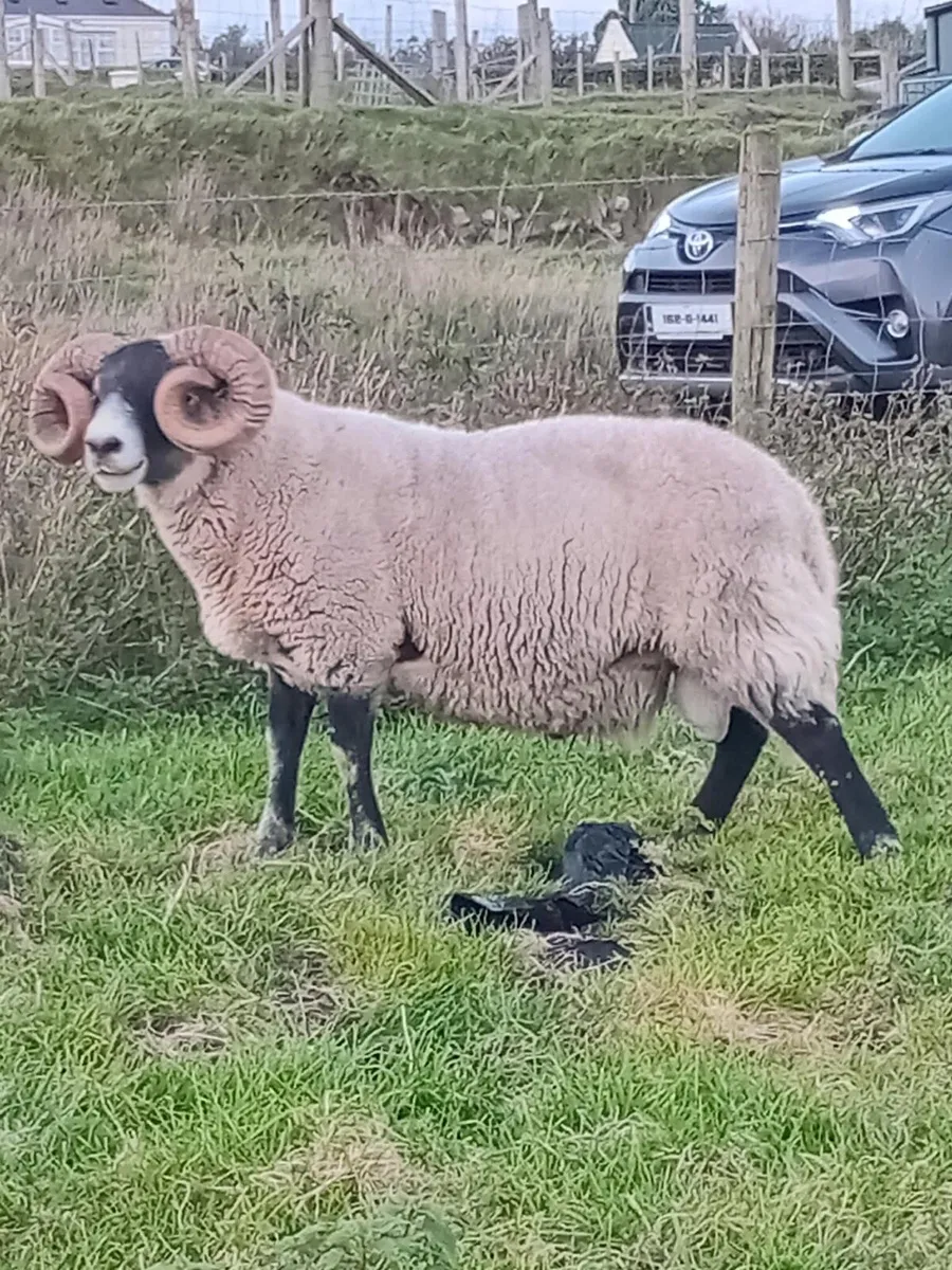 Lanark Hoggets - Image 3