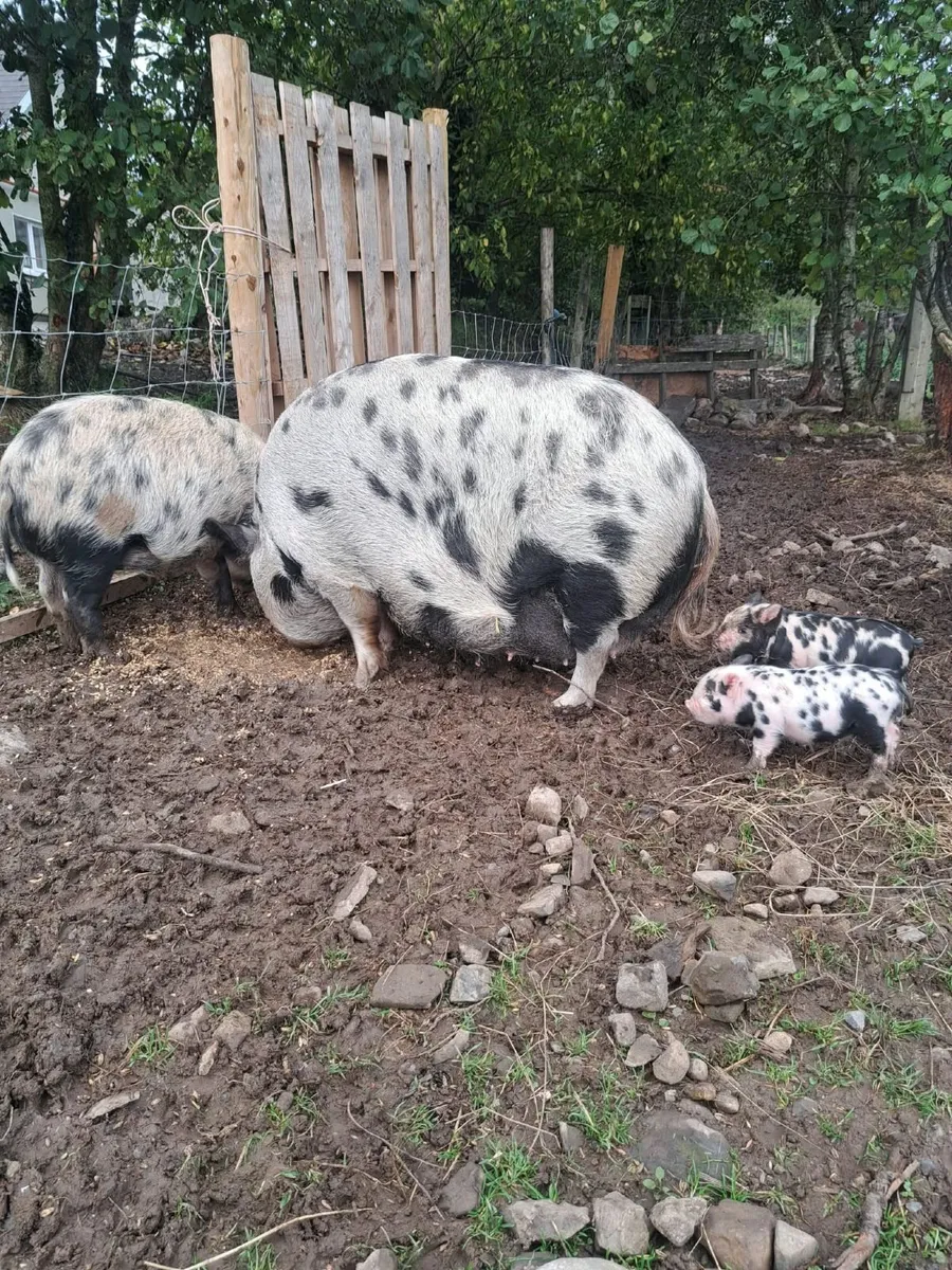 Kune Kune Piglets - Image 1