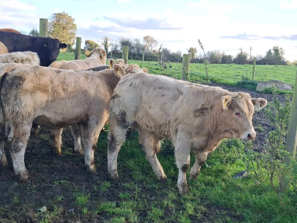16 Smashing Suckler bred bull Weanlings - Image 1
