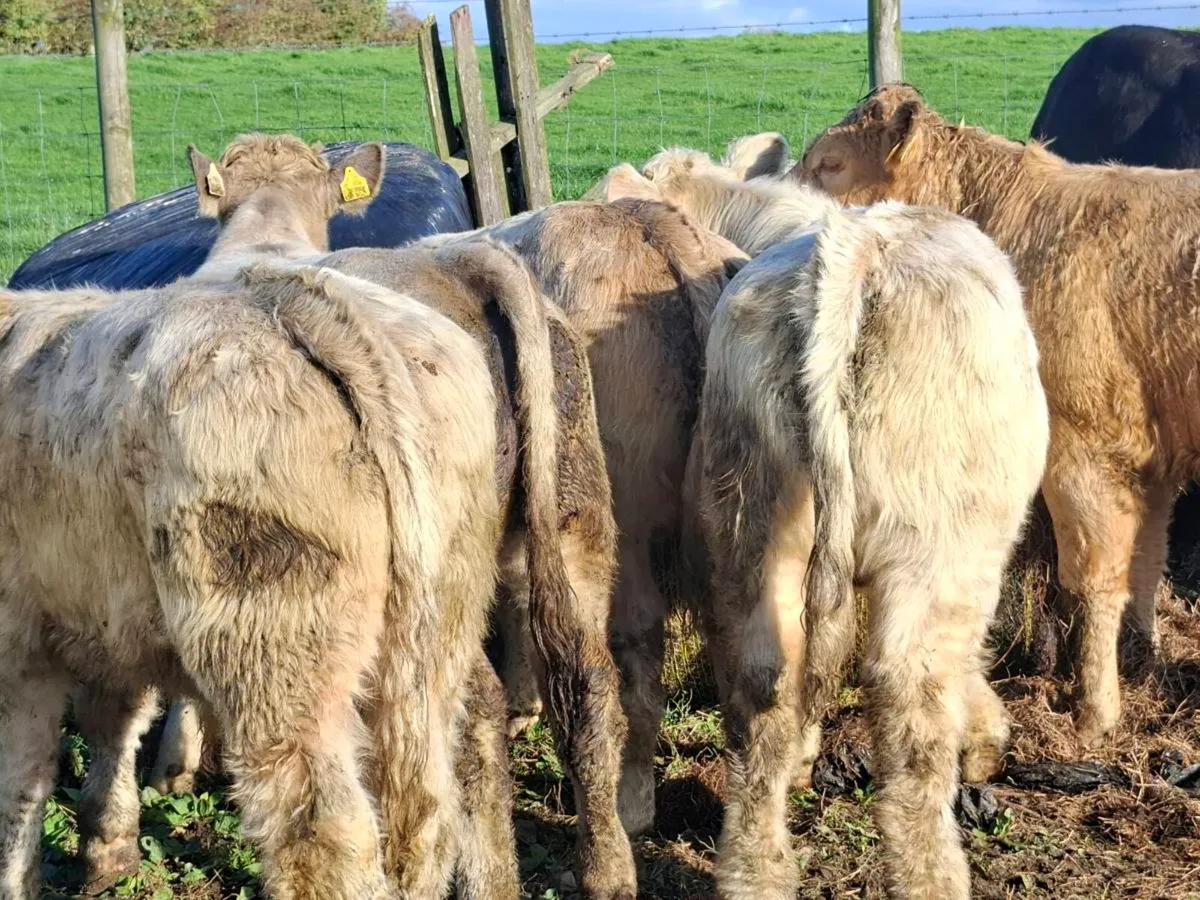 16 Smashing Suckler bred bull Weanlings - Image 2