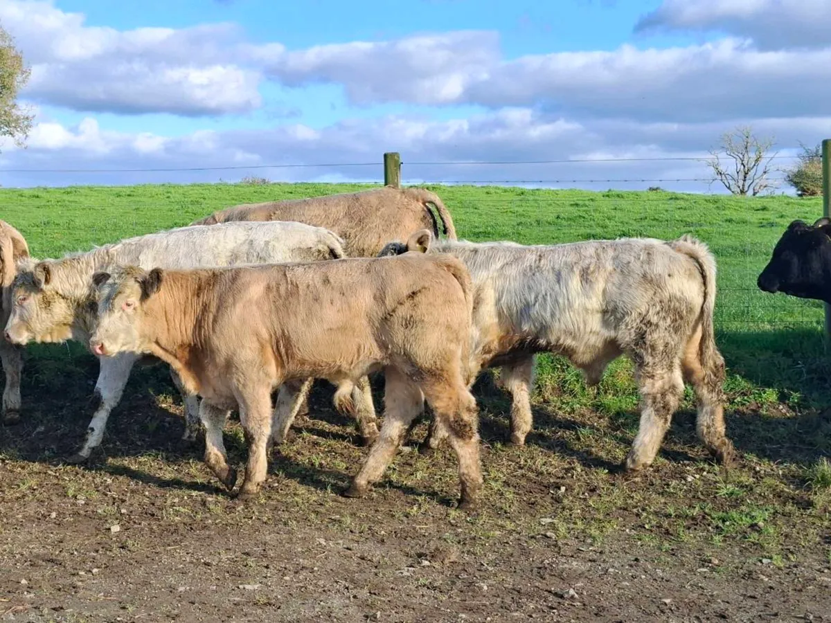 16 Smashing Suckler bred bull Weanlings - Image 3