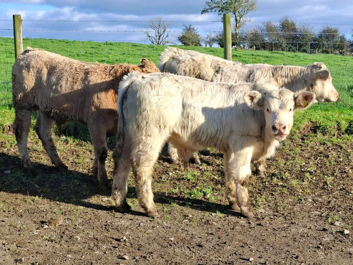 16 Smashing Suckler bred bull Weanlings - Image 4