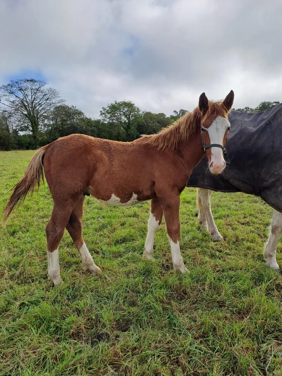 Irish draught colt foal - Image 2
