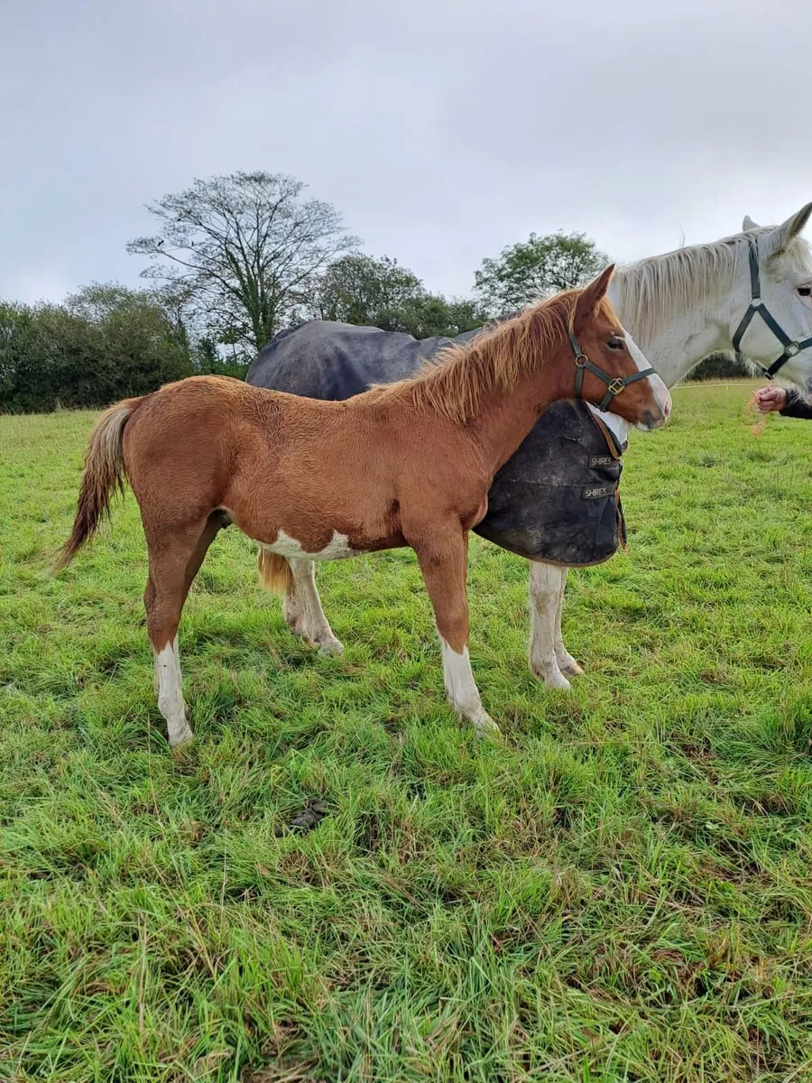 Irish draught colt foal - Image 4
