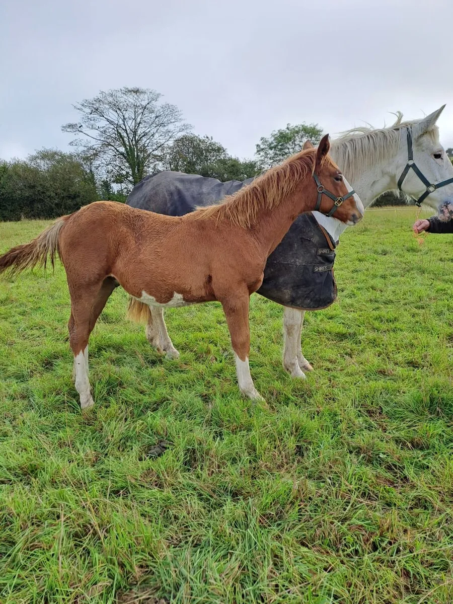 Irish draught colt foal - Image 3