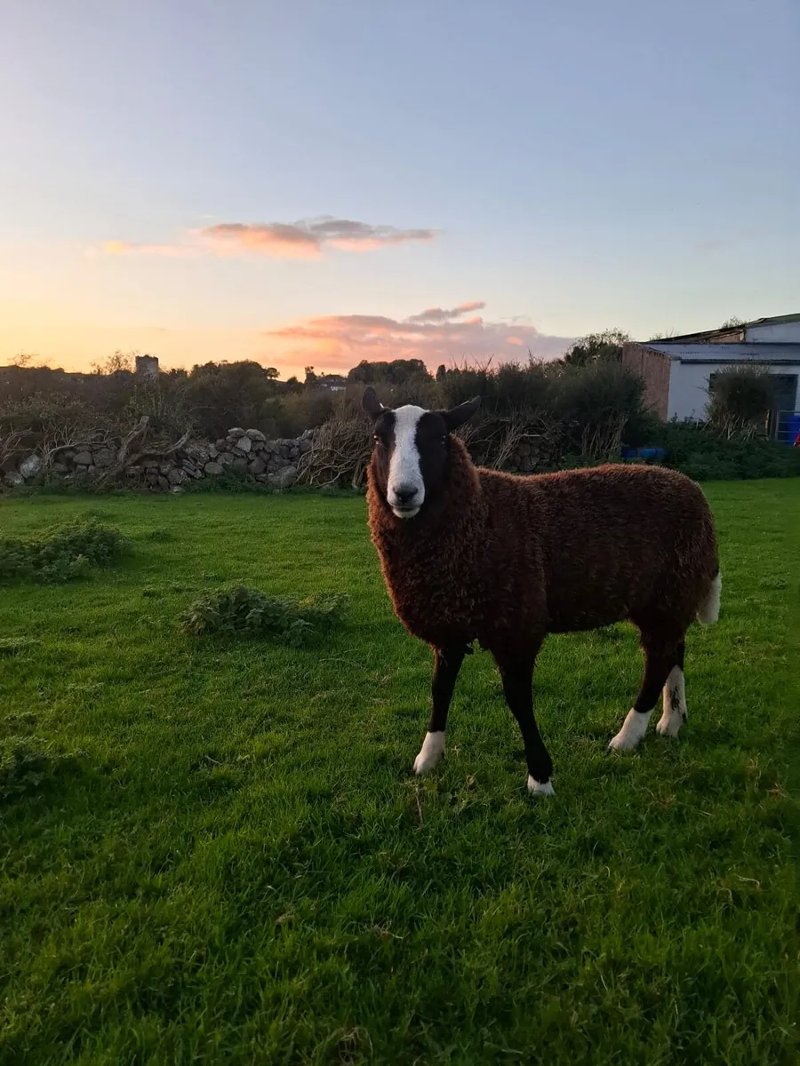 Purebread registered zwartable ram lamb - Image 2