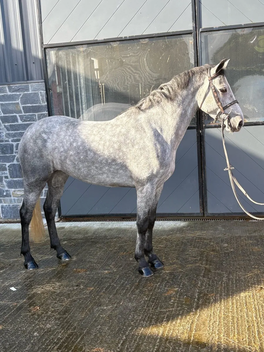 Pony LOT 55 - Image 1