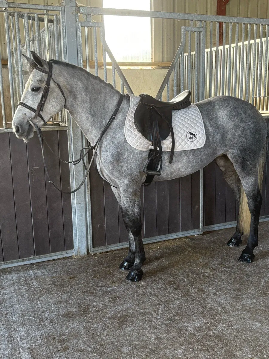 Pony LOT 55 - Image 2