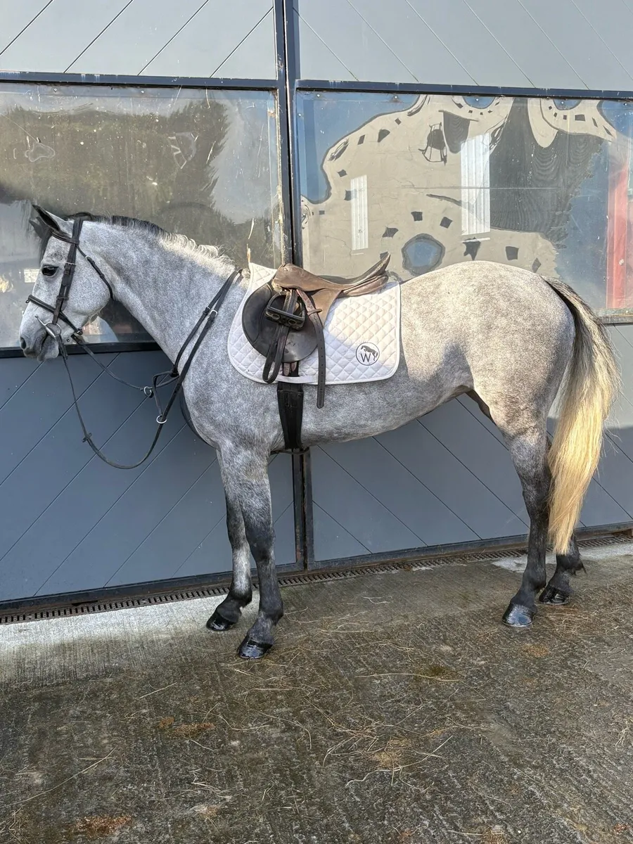 Pony LOT 55 - Image 3