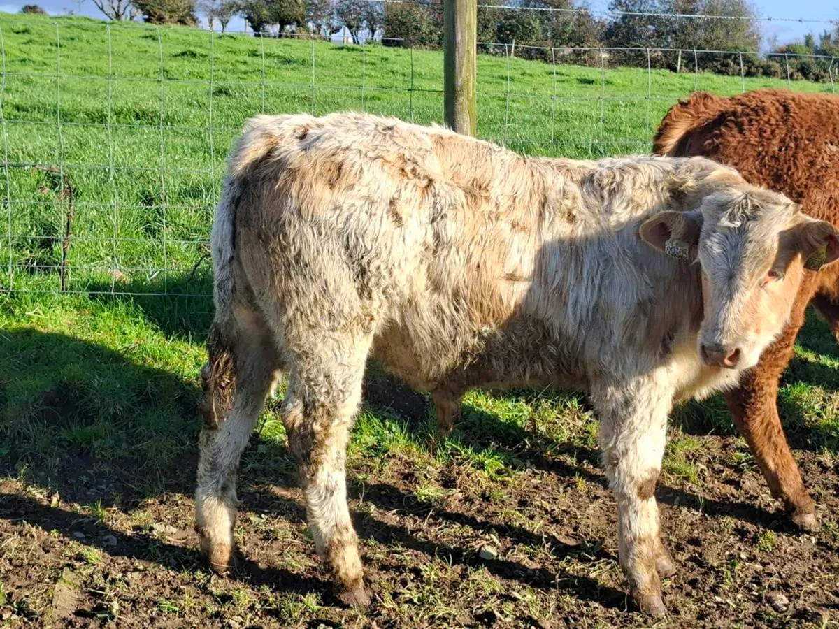 15 Smashing Bull Weanlings - Image 1