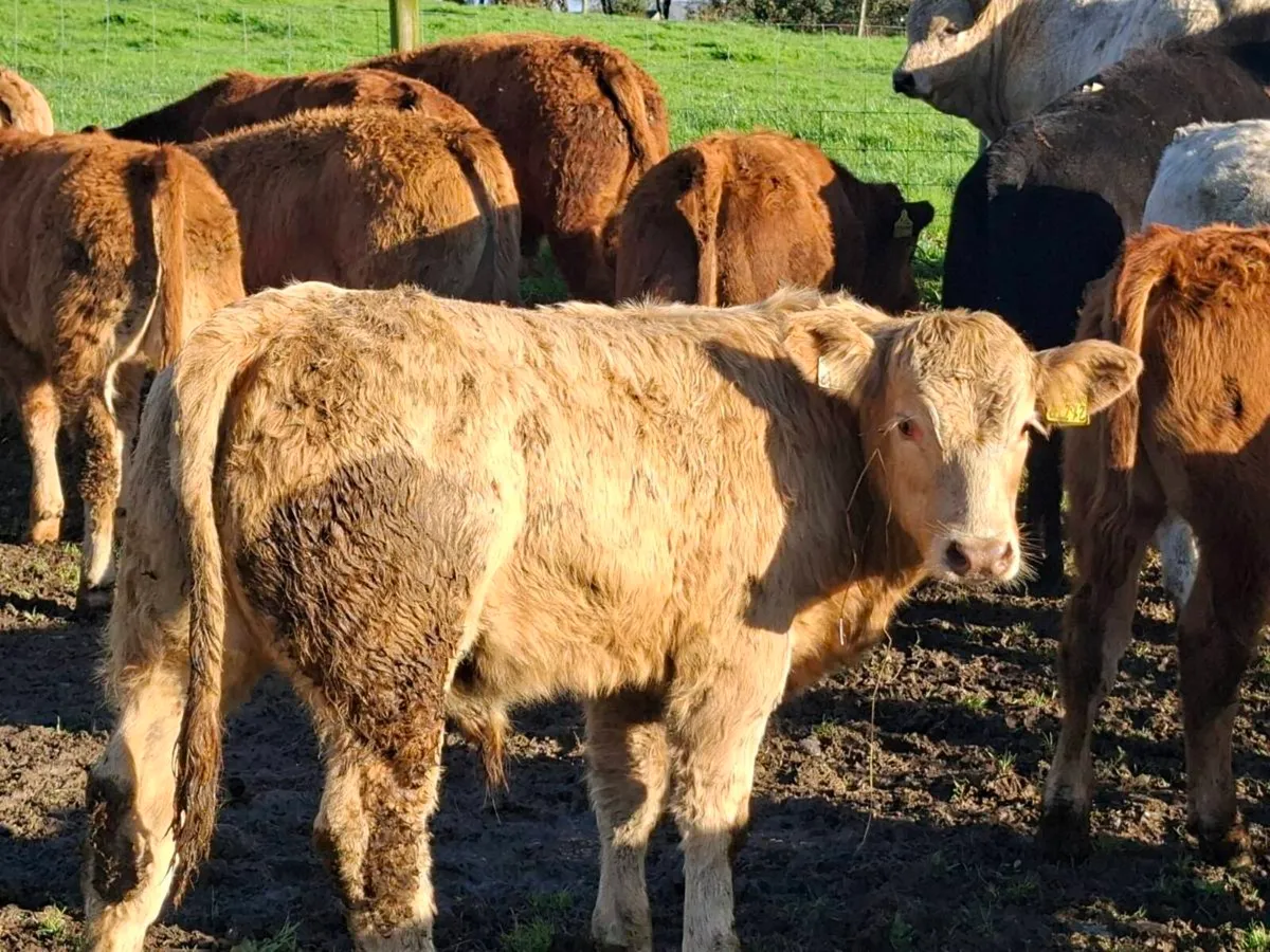 15 Smashing Bull Weanlings - Image 2