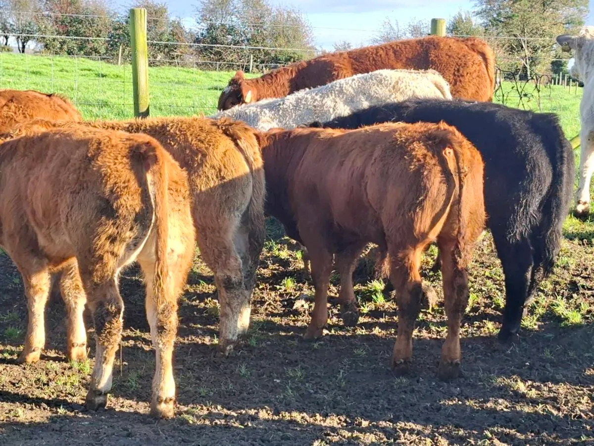 15 Smashing Bull Weanlings - Image 3