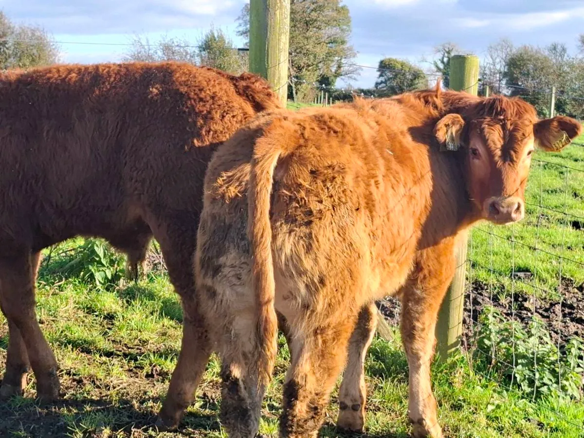 15 Smashing Bull Weanlings - Image 4