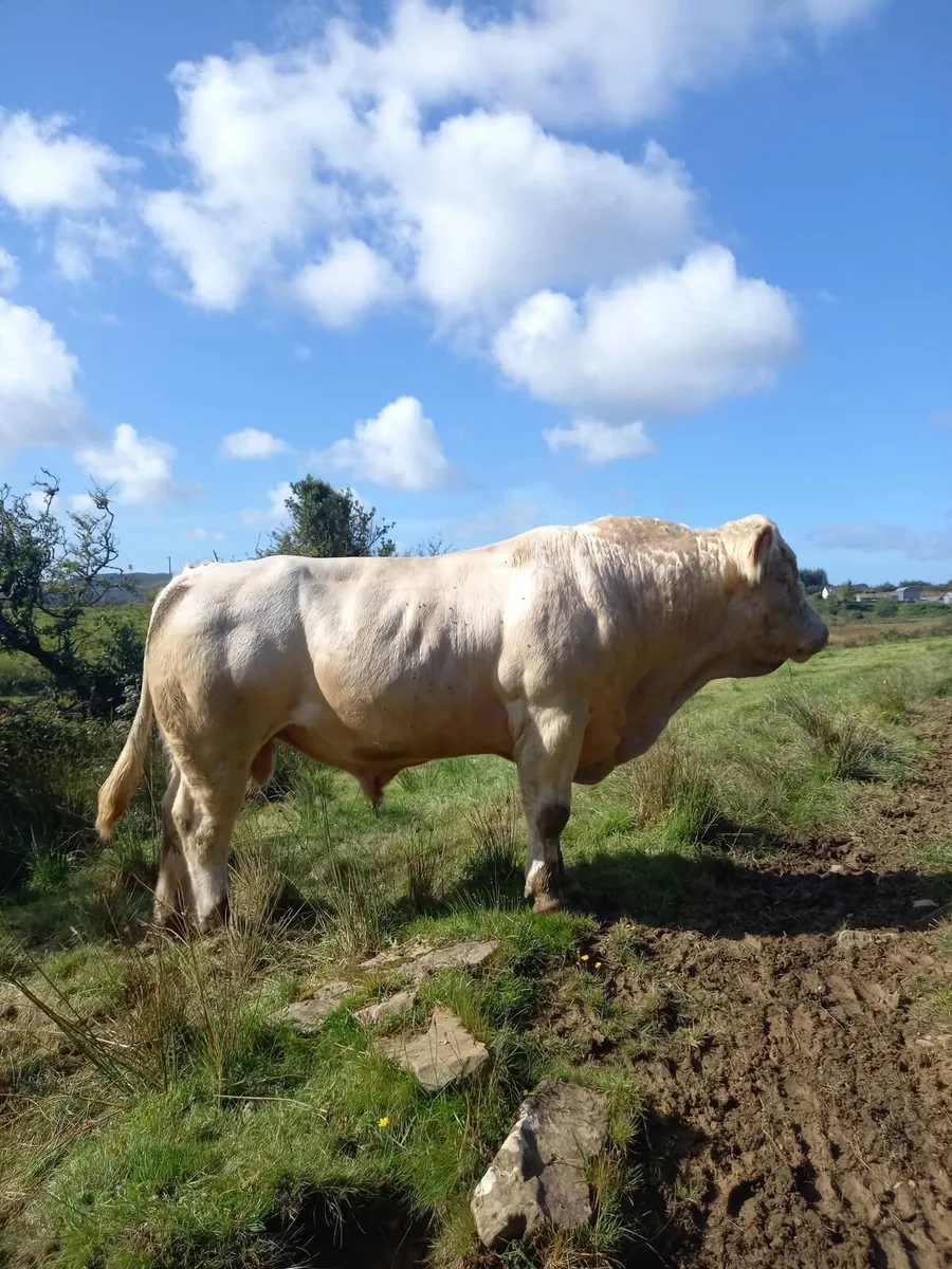 Pedigree CH Bull